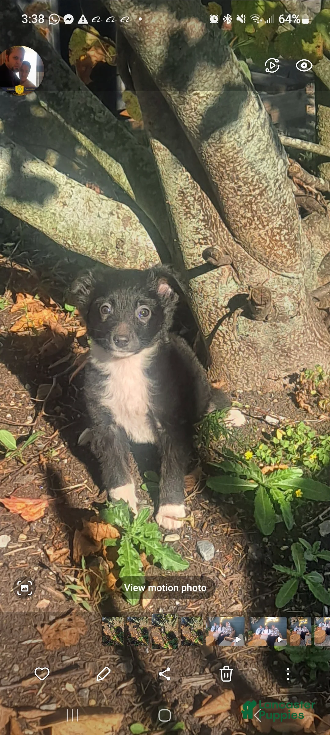 Miniature Australian Shepherd dogs for sale: Teddy - Ad 1