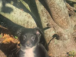 Miniature Australian Shepherd dogs Teddy - Ad 12