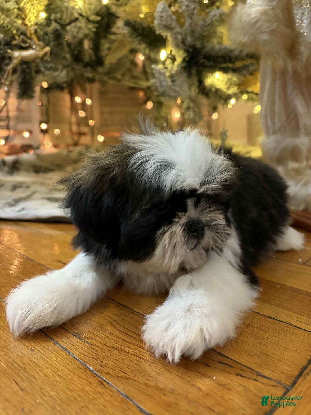 Shih Tzu dogs for sale: Julie - Ad 3