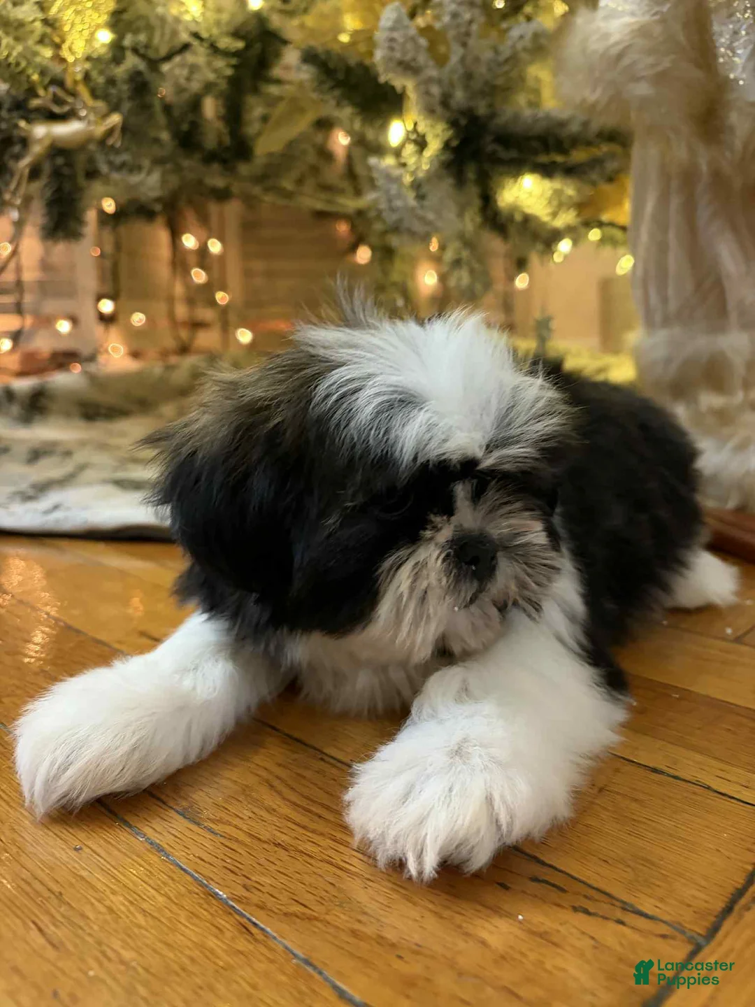 Shih Tzu dogs for sale: Julie - Ad 3