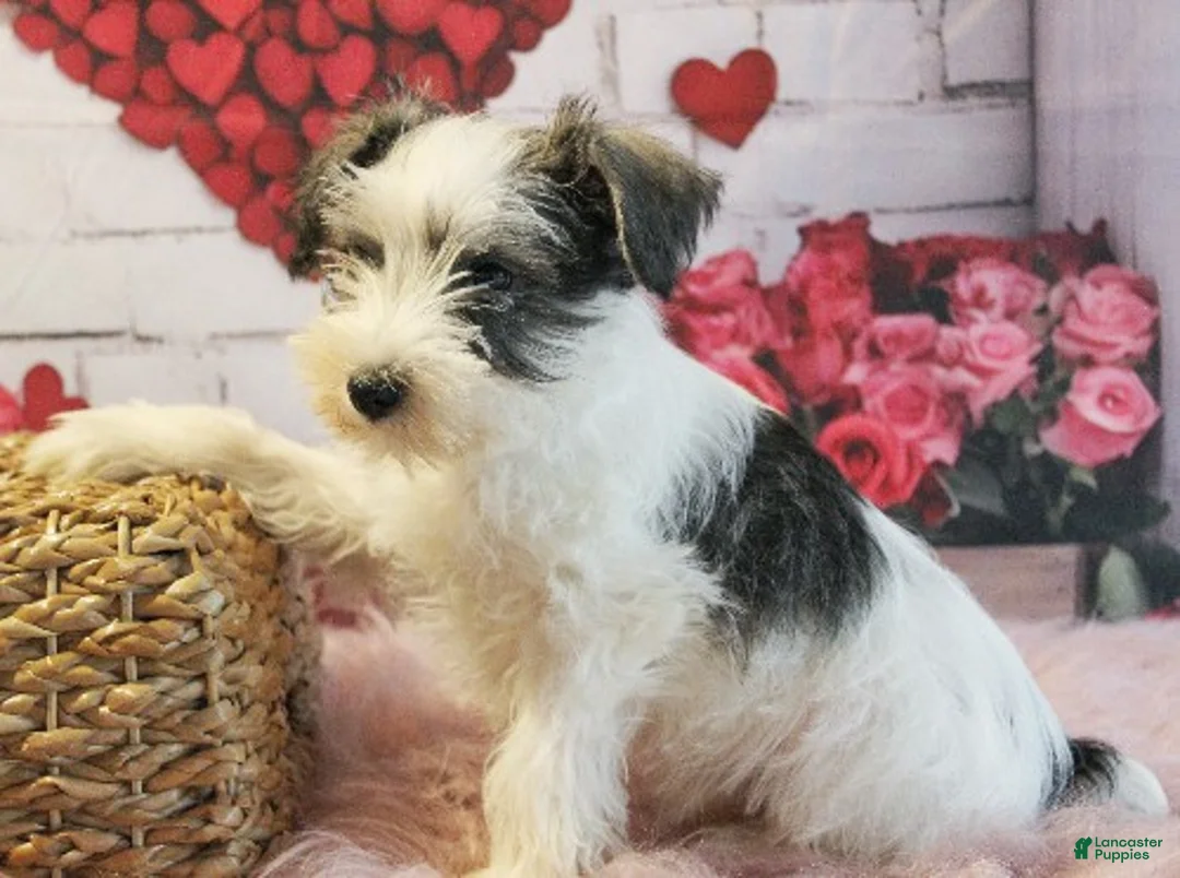 Miniature Schnauzer dogs for sale: Toby - Ad 3