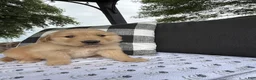 Golden Retriever dogs for sale: Hazel - Ad 17