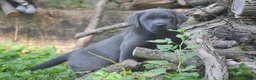 Labrador Retriever dogs for sale: King - Ad 8