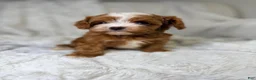 Cavapoo dogs for sale: Orion-tiny toy - Ad 5