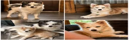 Pomsky dogs for sale: Pomsky 1 - Ad 4