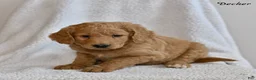 Goldendoodle dogs for sale: Decker - Ad 5