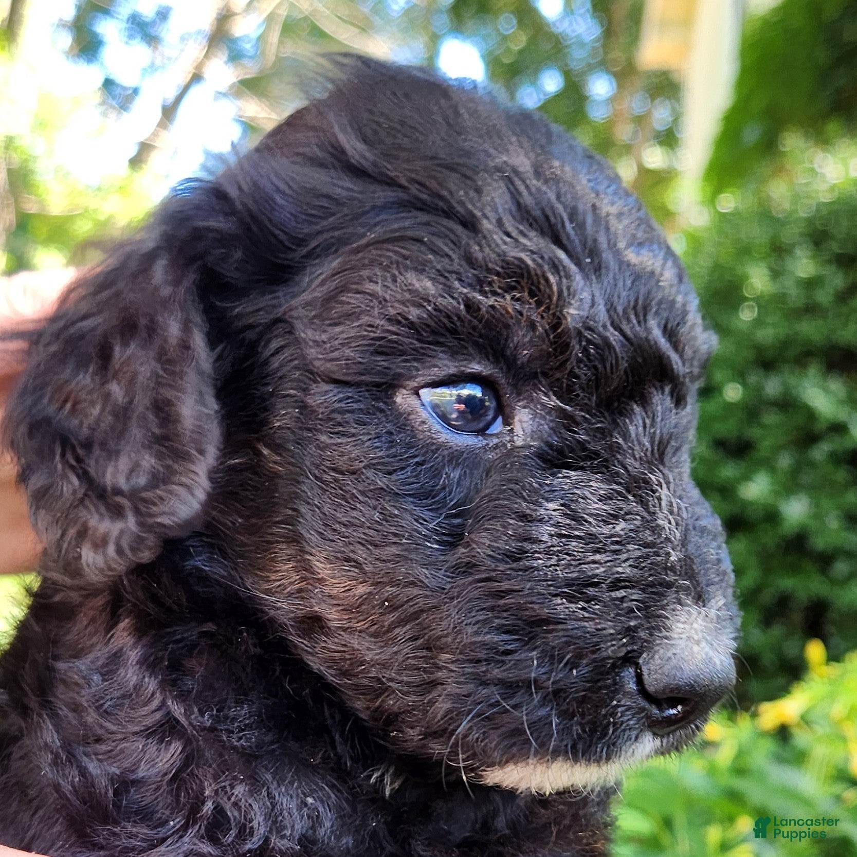 Mini Aussiedoodle dogs Scout - Male - Phantom Tri-Color  - Ad 2