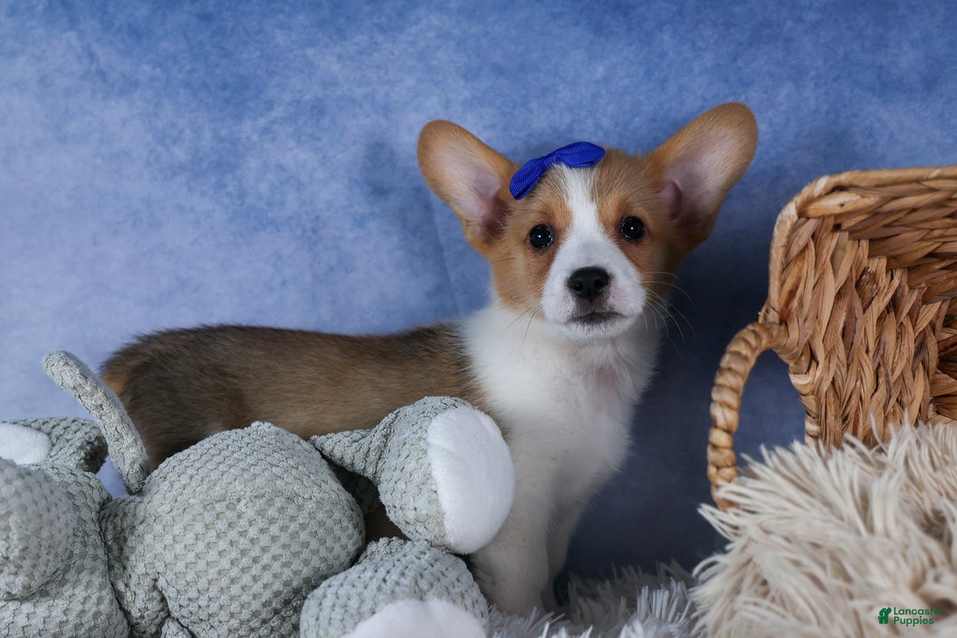 Welsh Corgi Pembroke dogs for sale: Larry - Ad 3