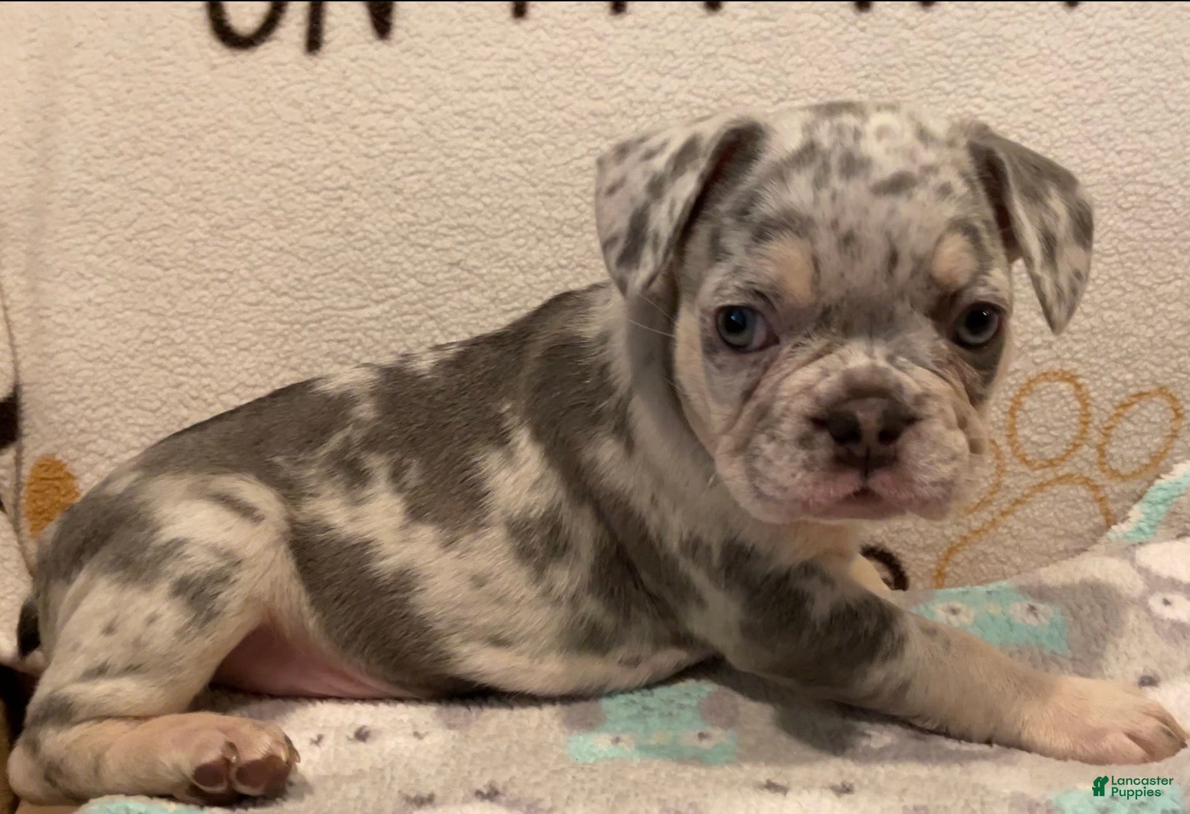 French Bulldog dogs French Bulldog Puppy 7 - Ad 41