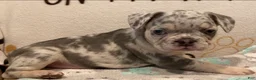 French Bulldog dogs for sale: French Bulldog Puppy 7 - Ad 1