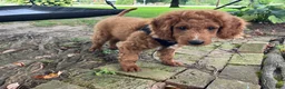 Mini Goldendoodle dogs for sale: Abigail - Ad 3