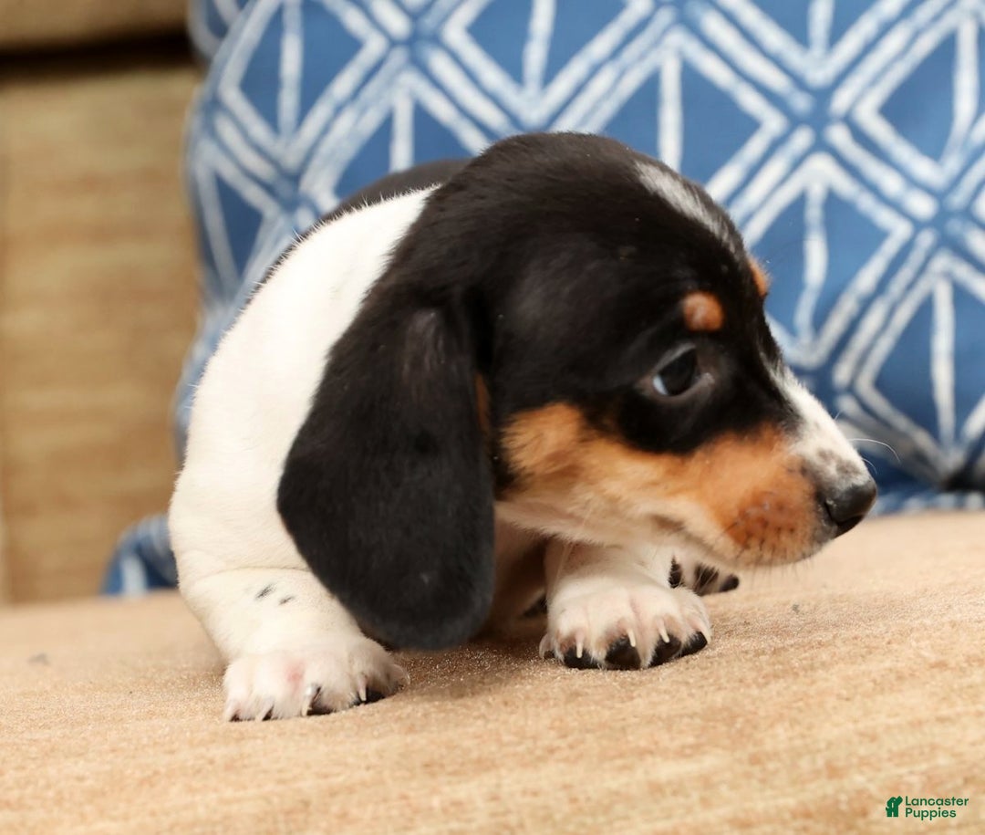 Miniature Dachshund dogs for sale: Piper - Ad 9