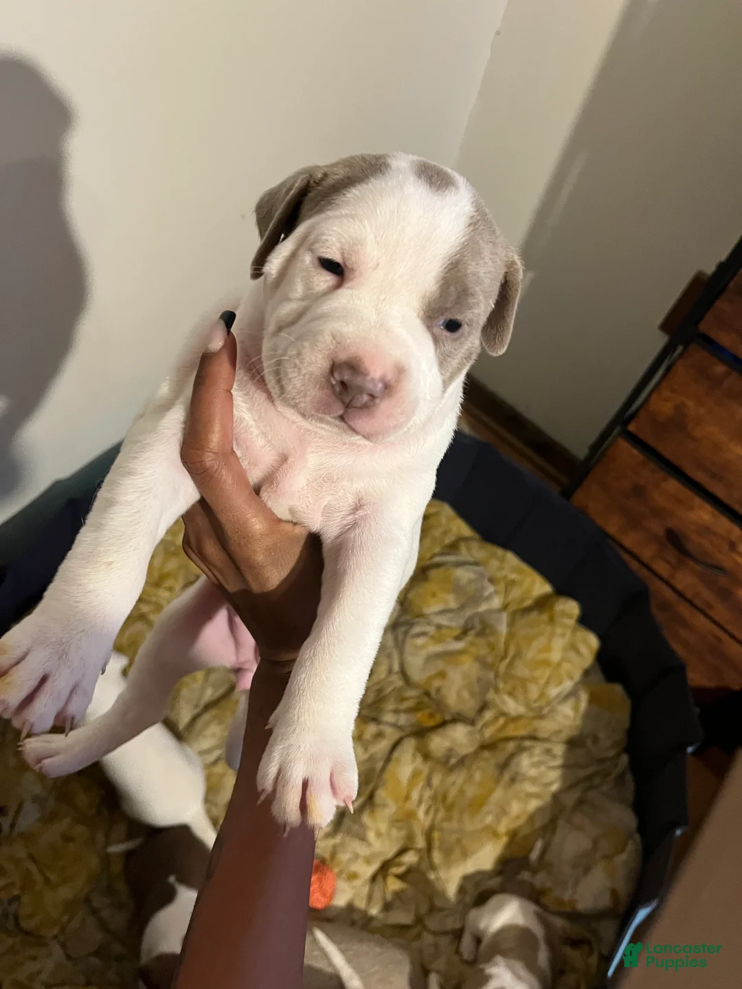 American Bully dogs for sale: American Bully Puppy 7 - Ad 1