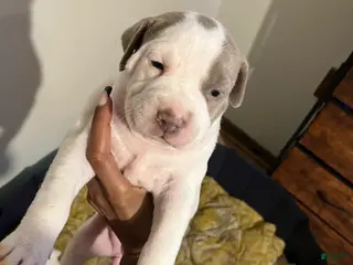 American Bully dogs American Bully Puppy 7 - Ad 18