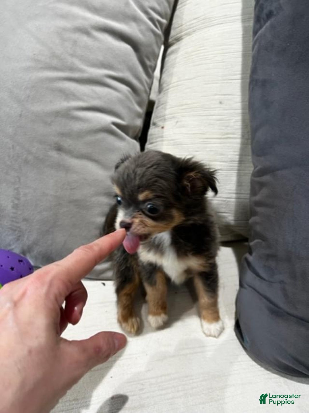 Chihuahua dogs for sale: Teacup Chihuahua Puppy - Ad 2