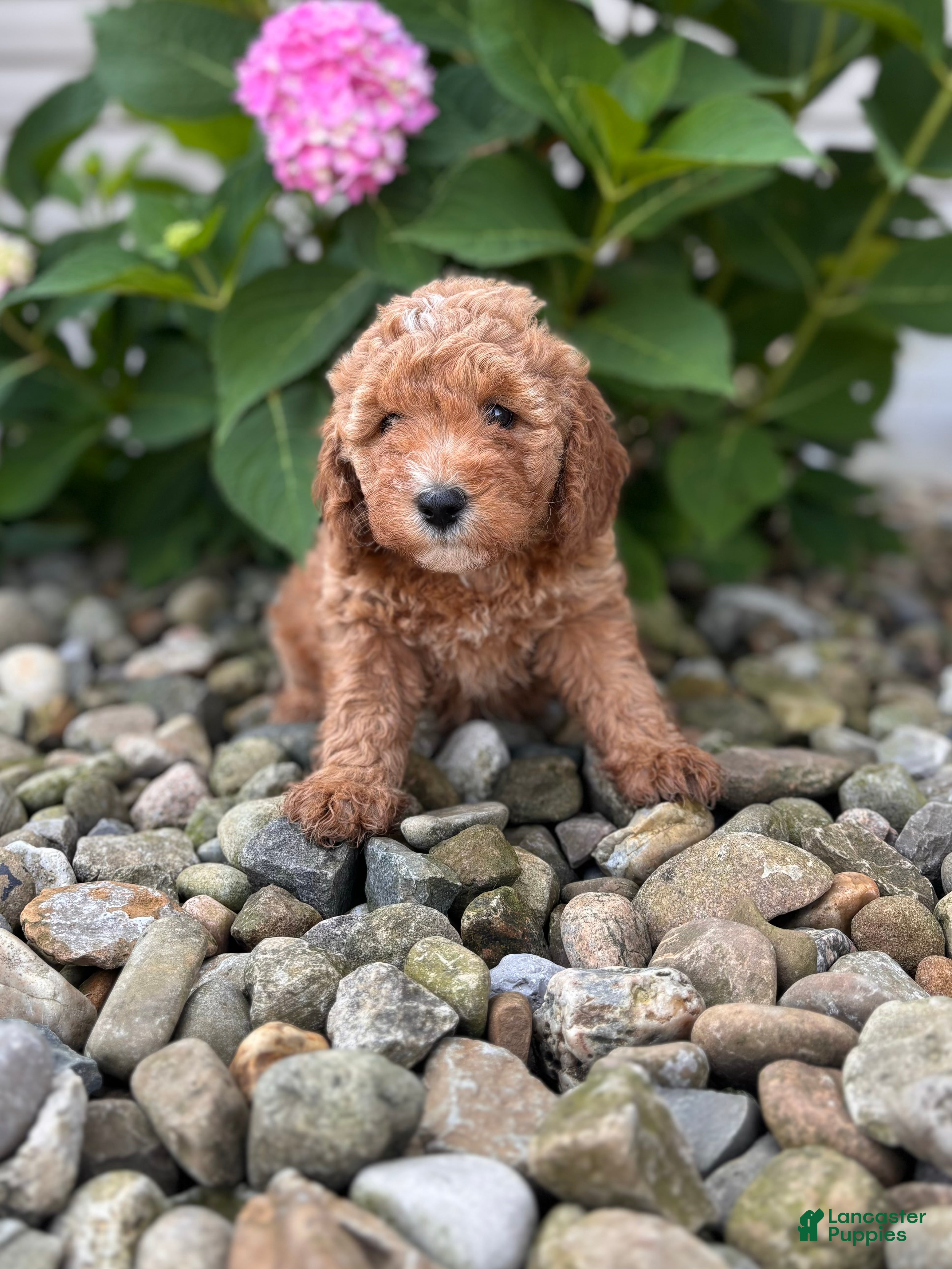Whoodle dogs Mini North Carolina (Nora) - Ad 2