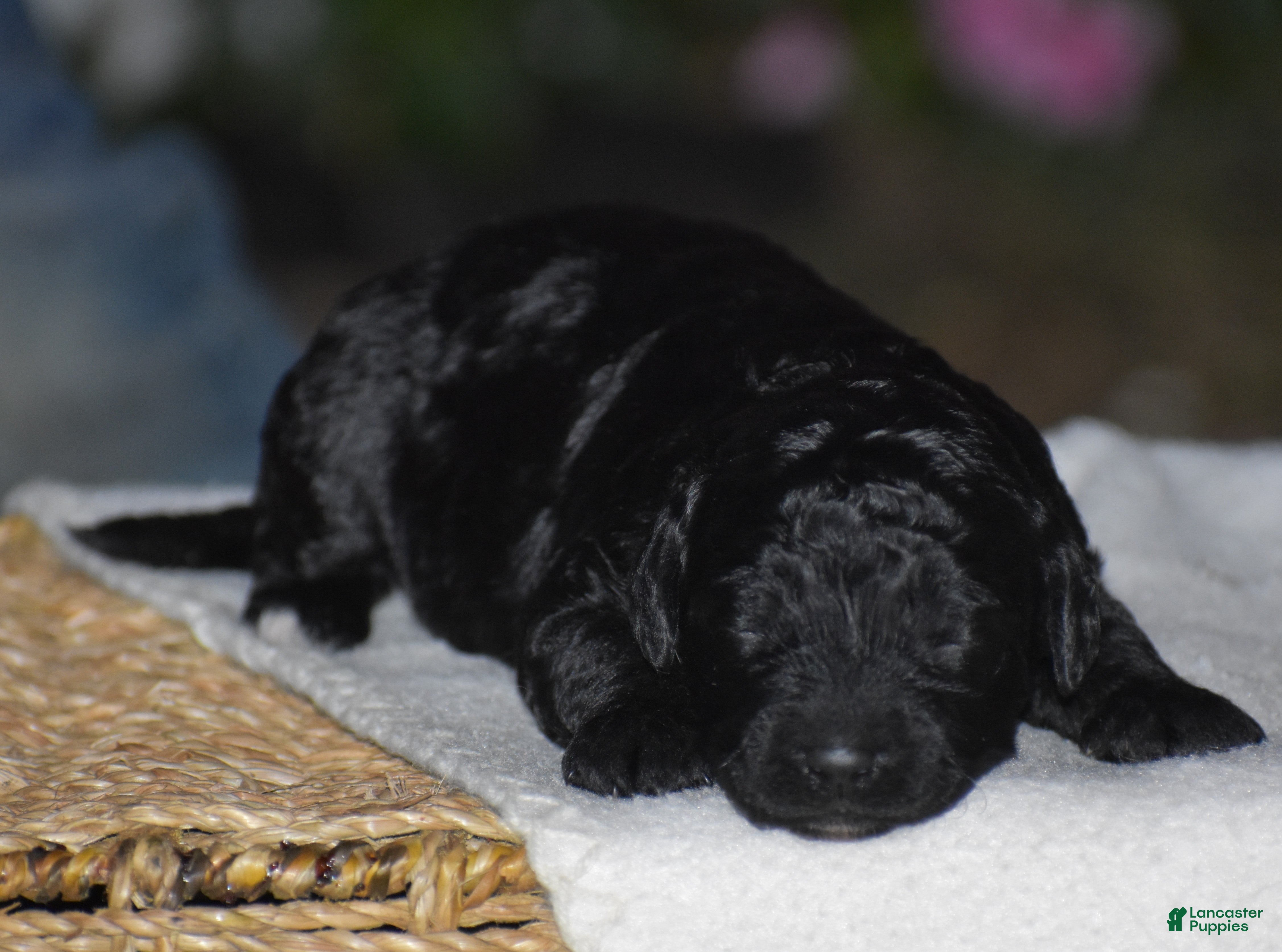 Mini Goldendoodle dogs Heidi - Ad 1