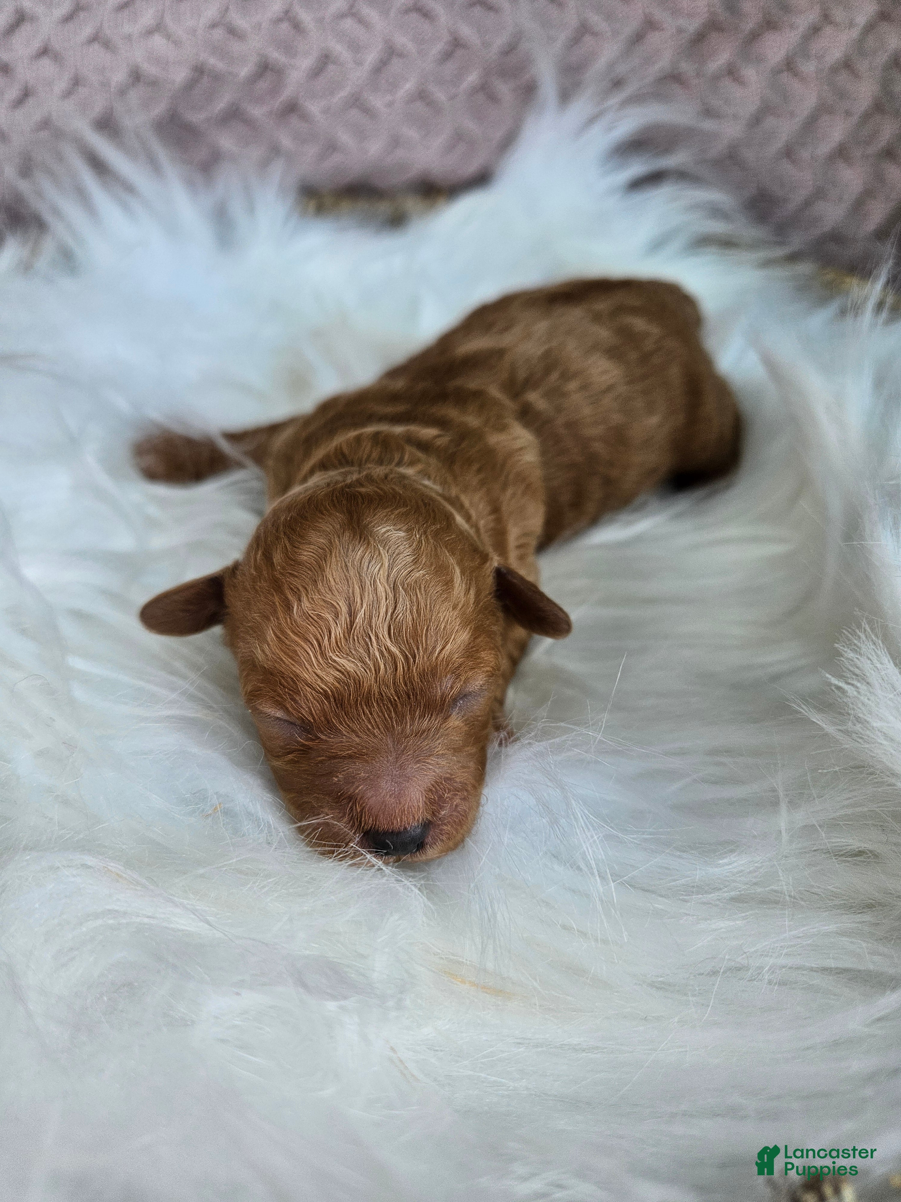 Bichpoo dogs Rusty - Ad 7
