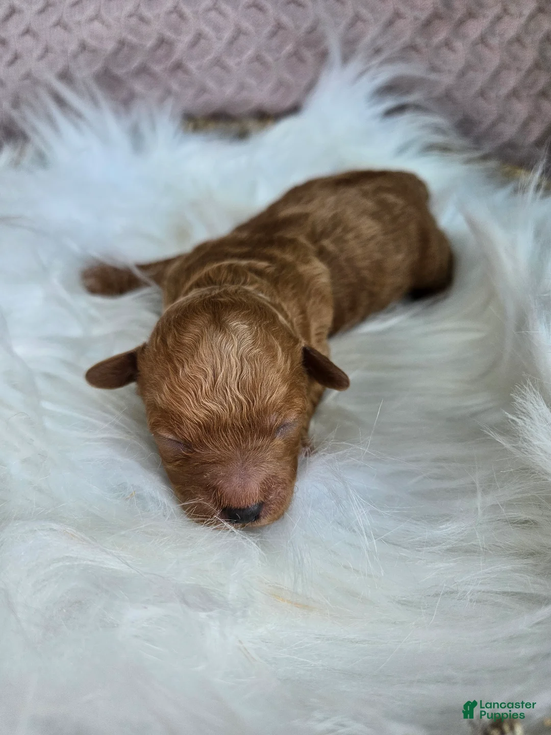Bichpoo dogs for sale: Rusty - Ad 1