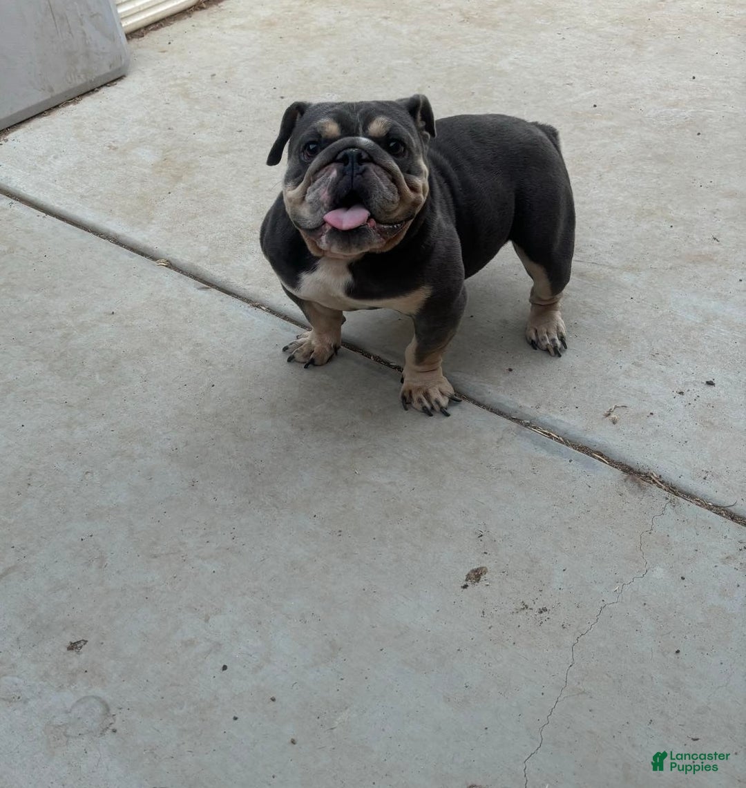 Pomeranian dogs for sale: English bulldog - Ad 1