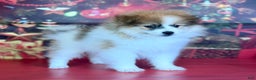 Pomeranian dogs for sale: Nelly - Ad 4