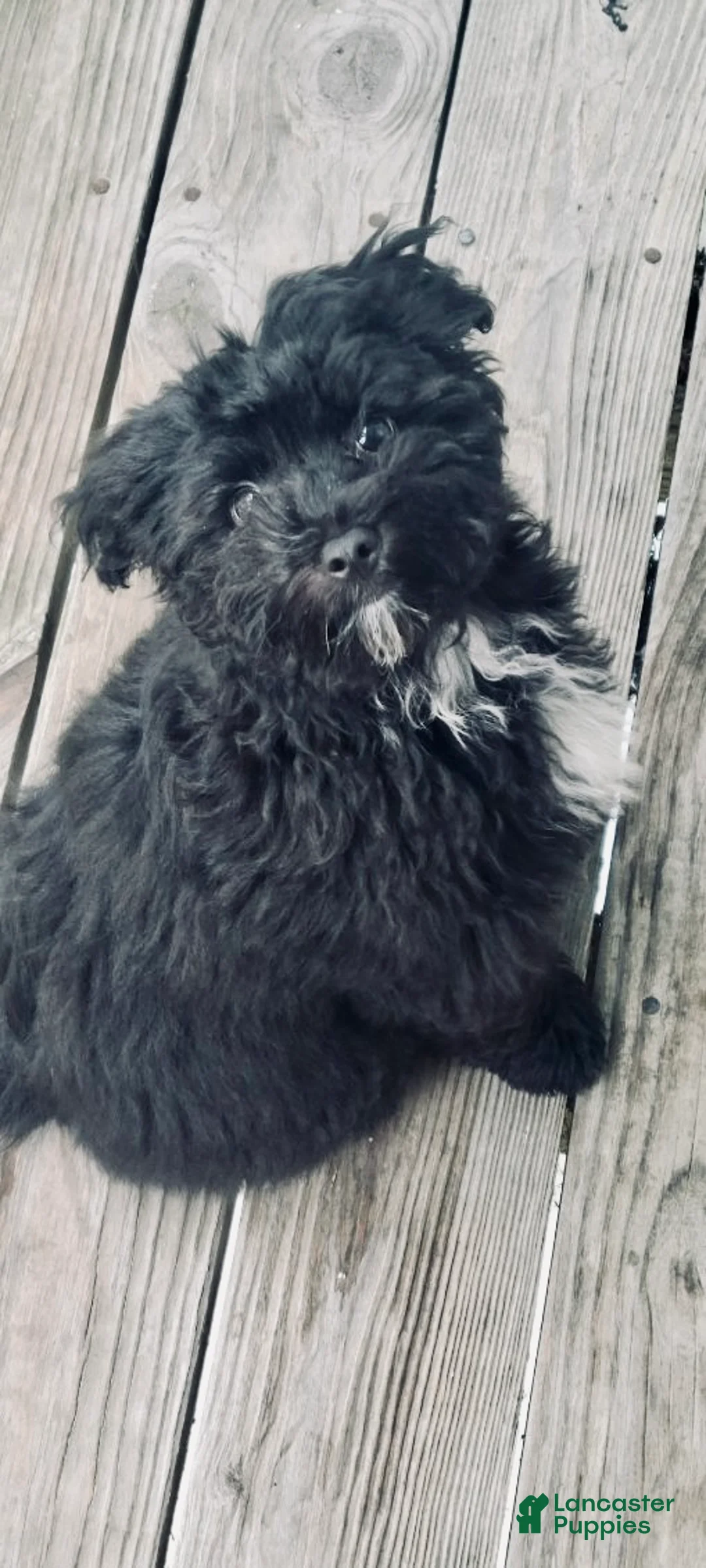 Havapoo dogs for sale: Silas - Ad 2