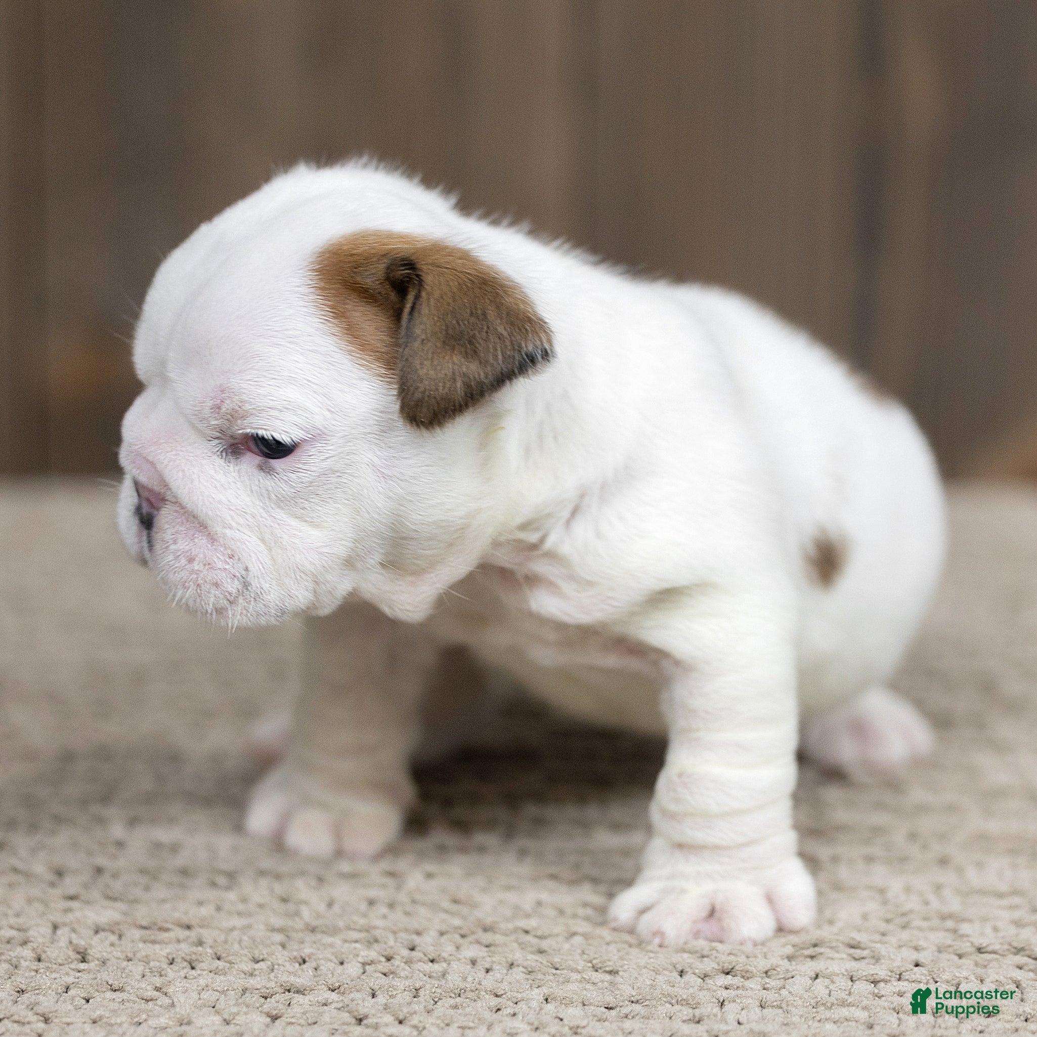 English Bulldog dogs for sale: Stella English Bulldog  - Ad 2