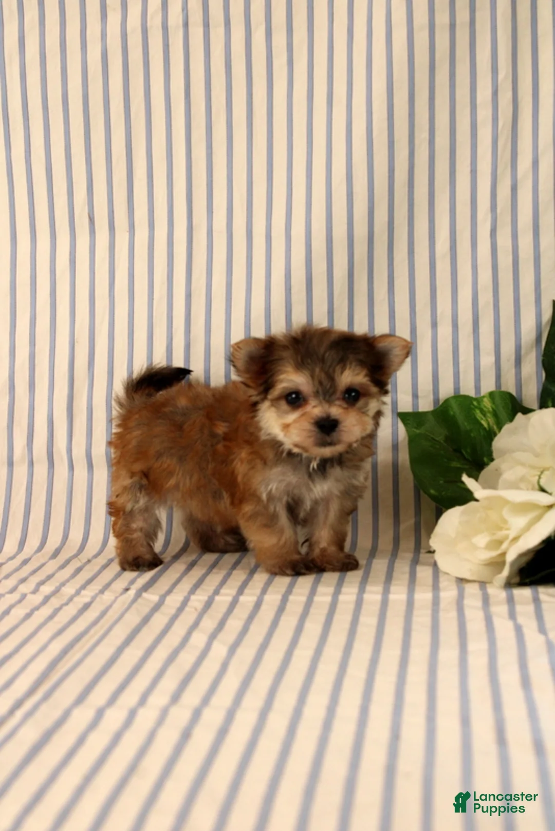 Morkie dogs for sale: Bennet - Ad 1