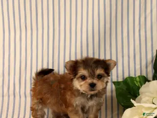 Morkie dogs for sale: Bennet - Ad 3