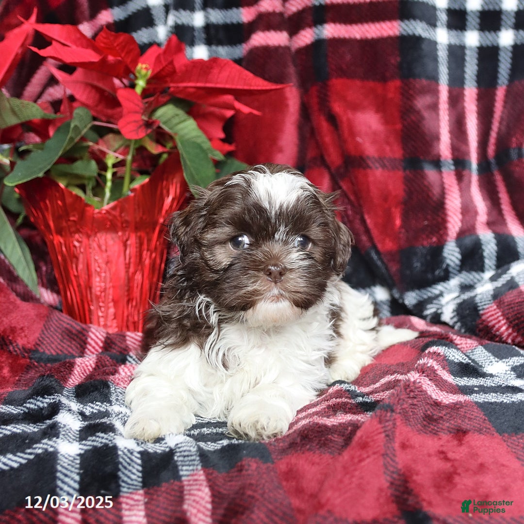 Mixed Breed dogs for sale: Dawson - Ad 3