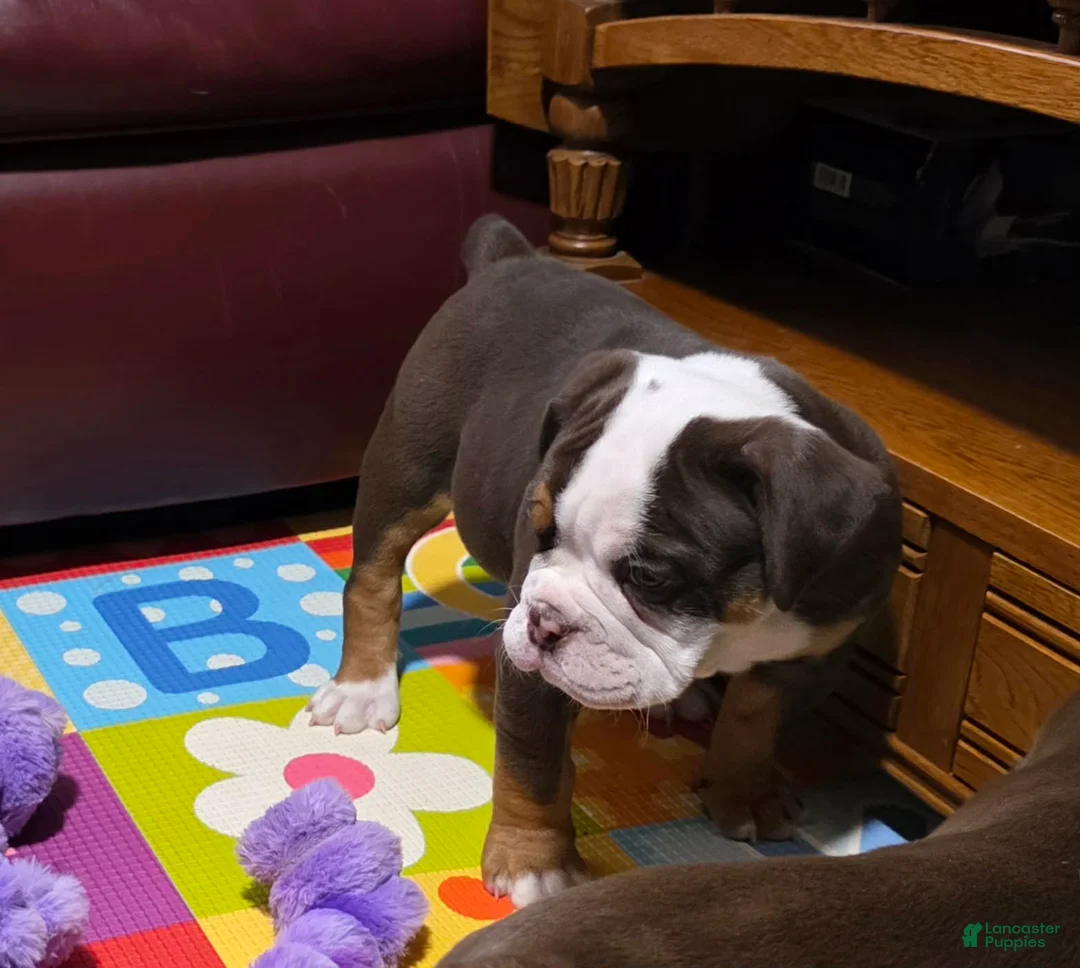 Olde English Bulldogge dogs for sale: Marshmallow (Marsha) - Ad 2