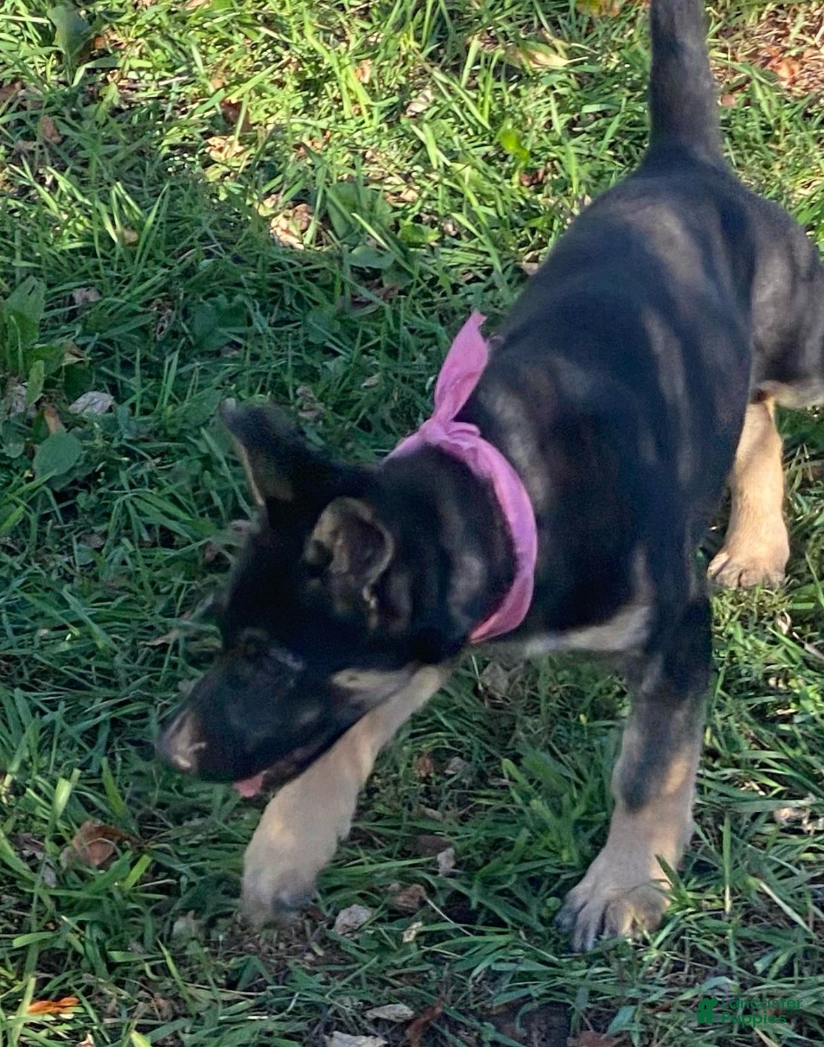 German Shepherd dogs ♥️SWEET RUBY♥️ - Ad 2