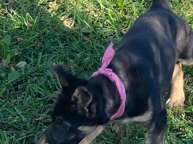 German Shepherd dogs ♥️SWEET RUBY♥️ - Ad 2