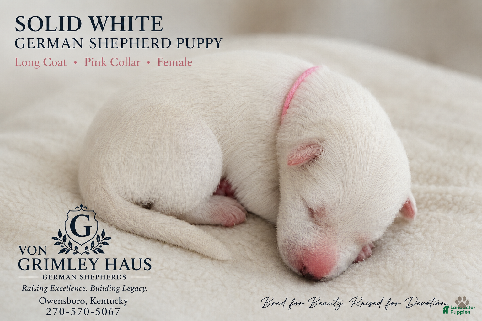 German Shepherd dogs pink - Ad 17