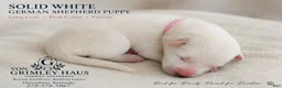German Shepherd dogs for sale: pink - Ad 1
