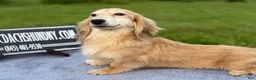 Miniature Dachshund dogs for sale: Cream - Ad 9