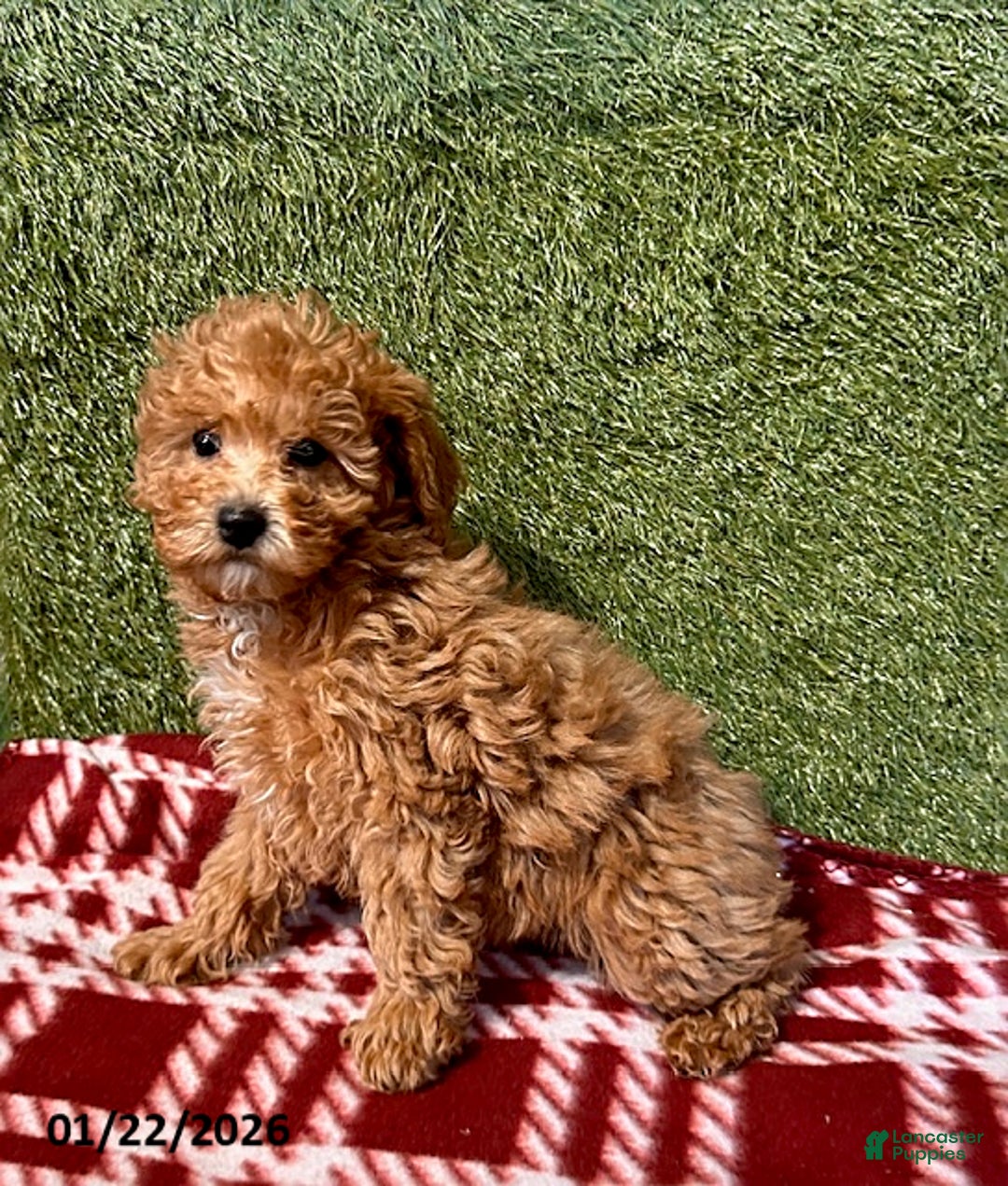 Miniature Poodle dogs for sale: Pumpkin - Ad 2