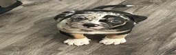 American Bully dogs for sale: American Bully 1 - Ad 1