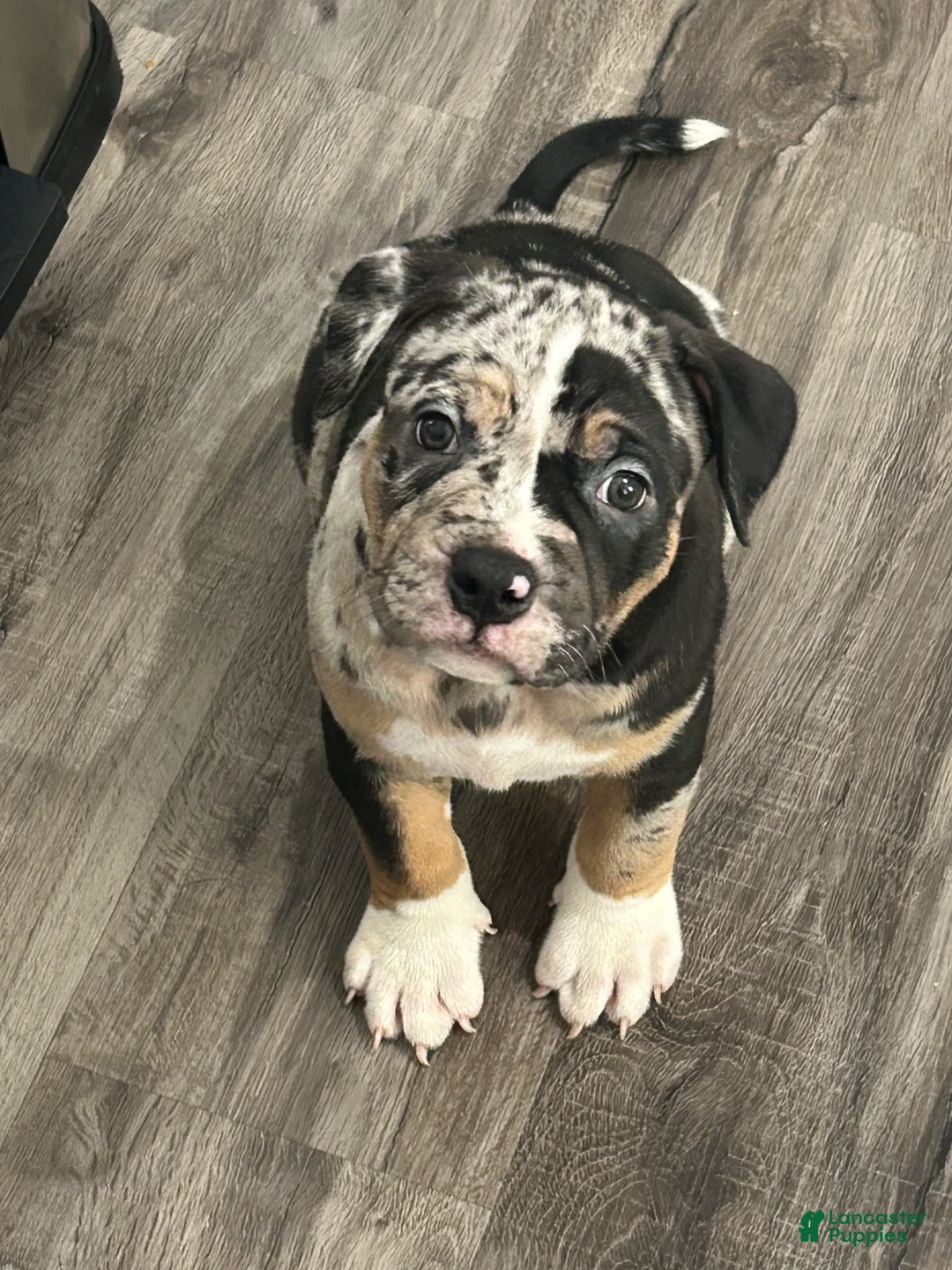 American Bully dogs for sale: American Bully 1 - Ad 1