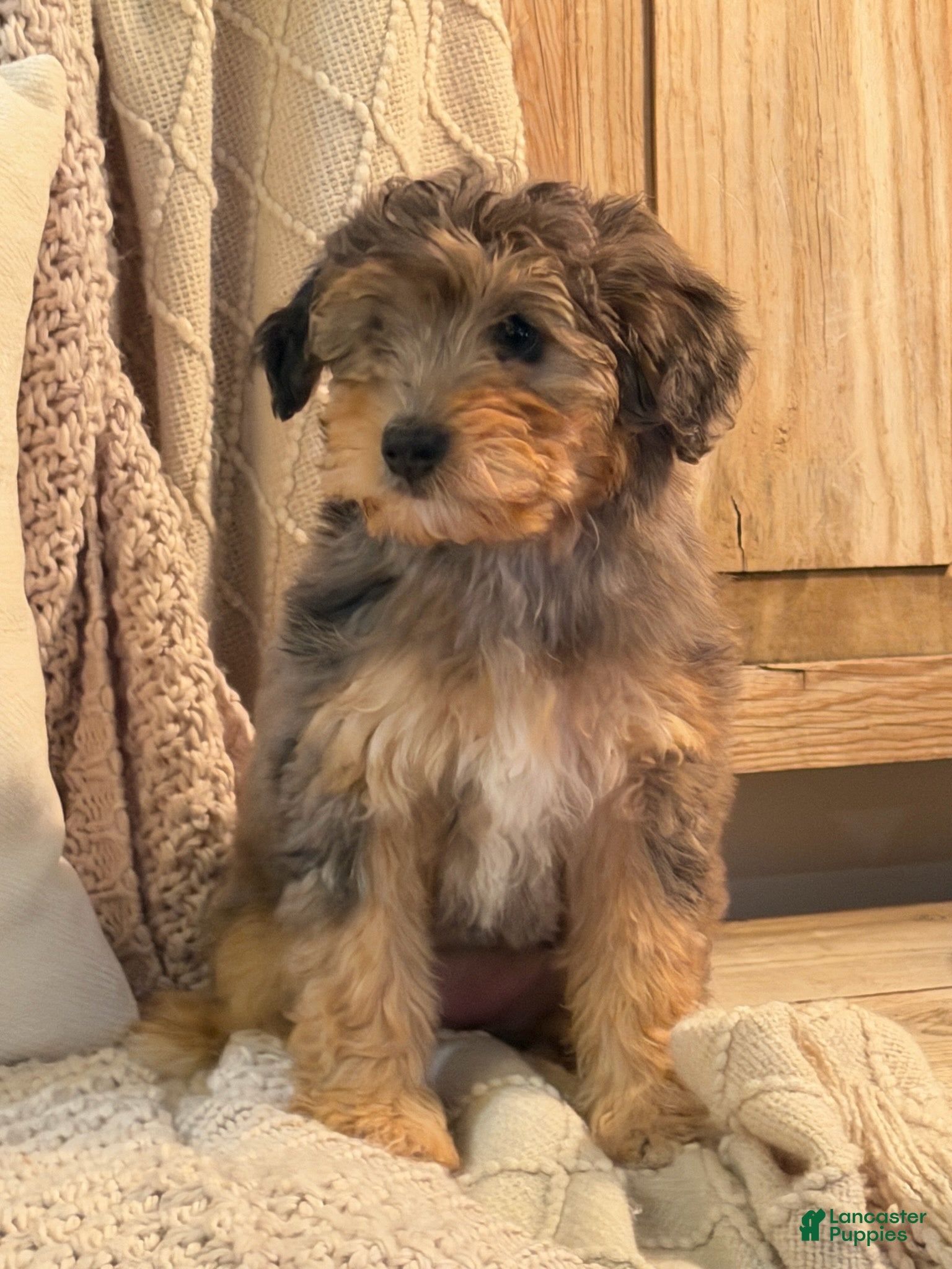 Bernedoodle dogs Eloise, A Beautiful Tri-color Merle, Tan, & White Girl - Ad 3