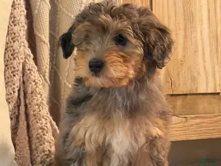 Bernedoodle dogs Eloise, A Beautiful Tri-color Merle, Tan, & White Girl - Ad 3