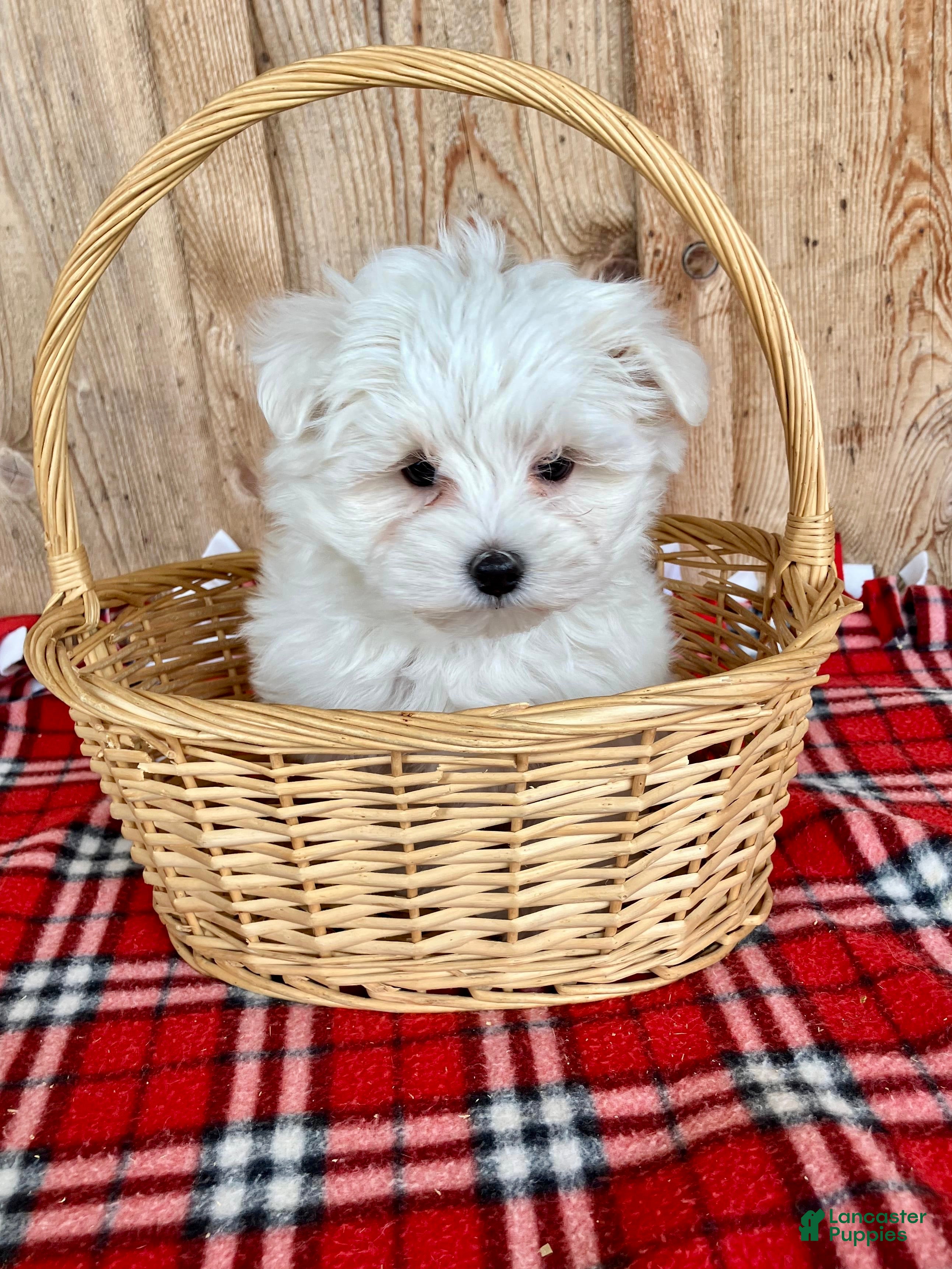 Maltese dogs Oscar - Ad 1