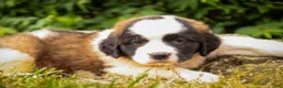 Saint Bernard dogs for sale: Willow - Ad 2