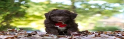 Mini Aussiedoodle dogs for sale: Cody - Ad 3