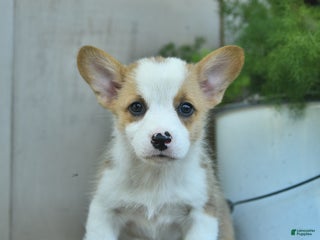 Welsh Corgi Pembroke dogs - Ad 40