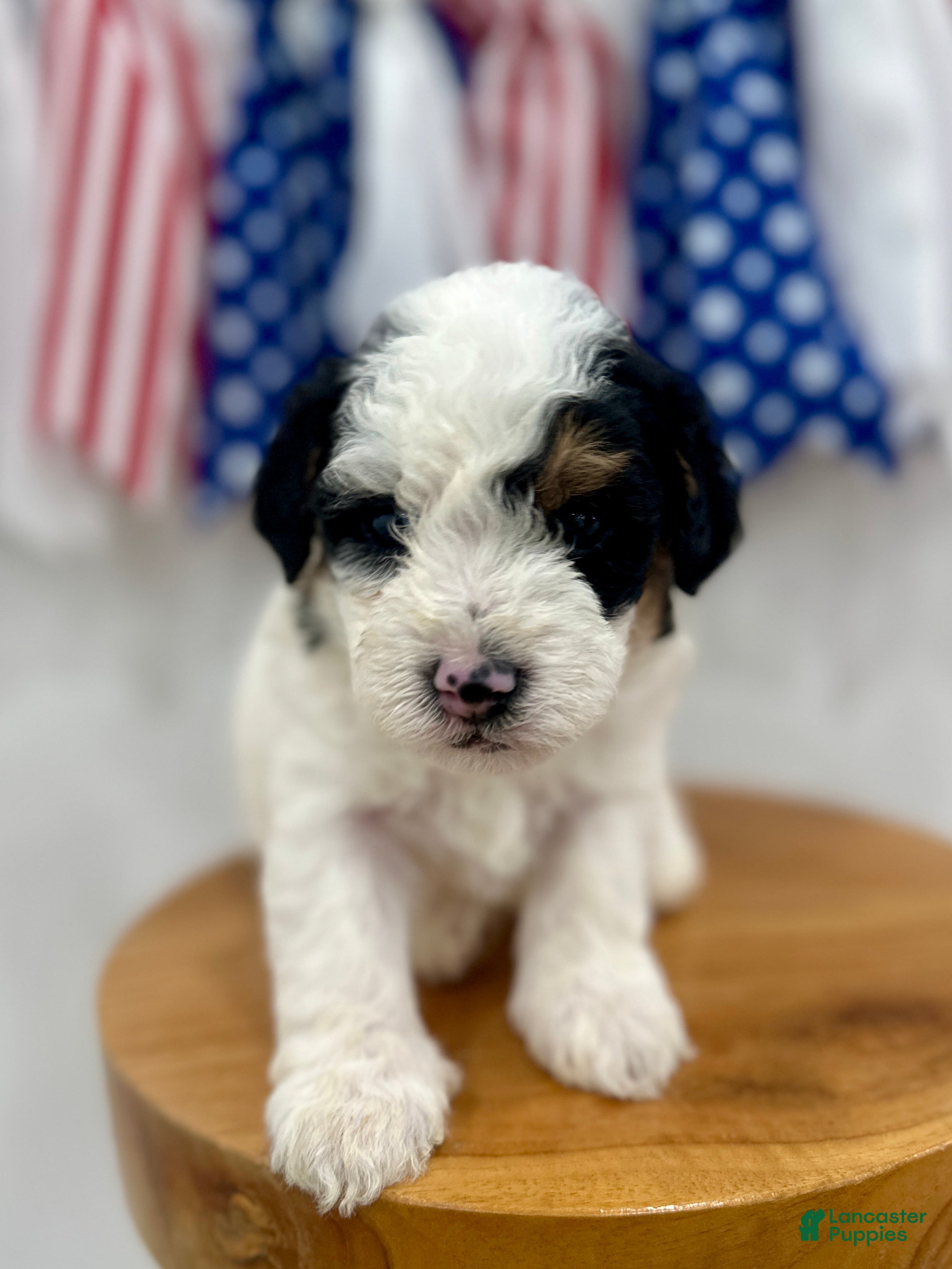 Mini Aussiedoodle dogs Tate - Ad 1