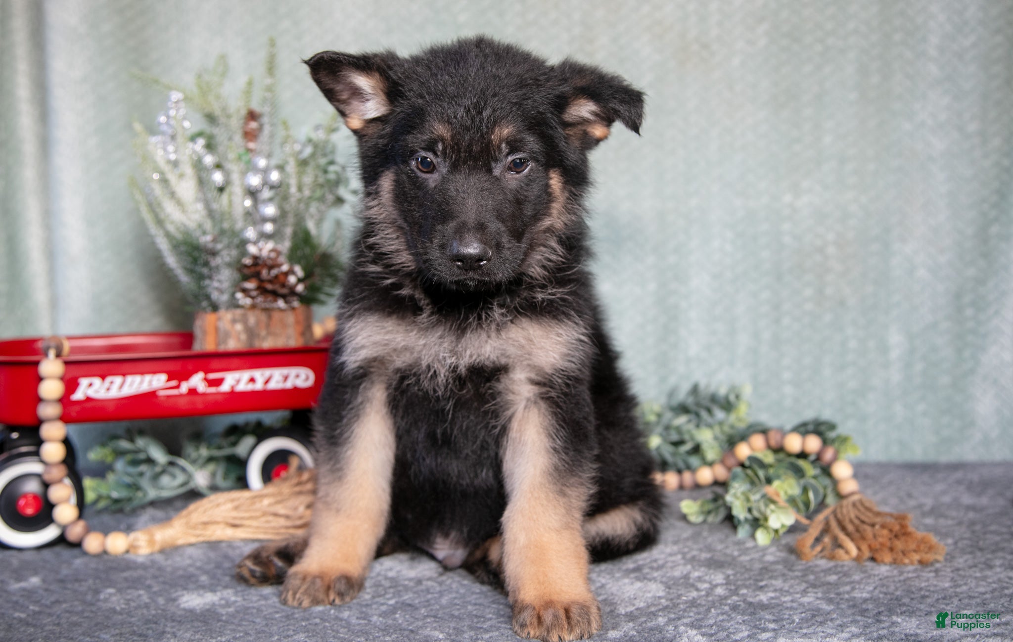 German Shepherd dogs Lucas - Ad 36