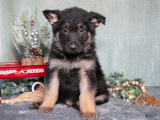 German Shepherd dogs Lucas - Ad 37