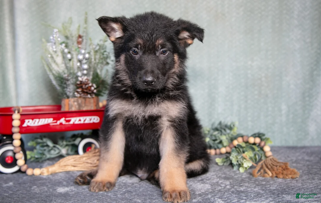 German Shepherd dogs for sale: Lucas - Ad 1