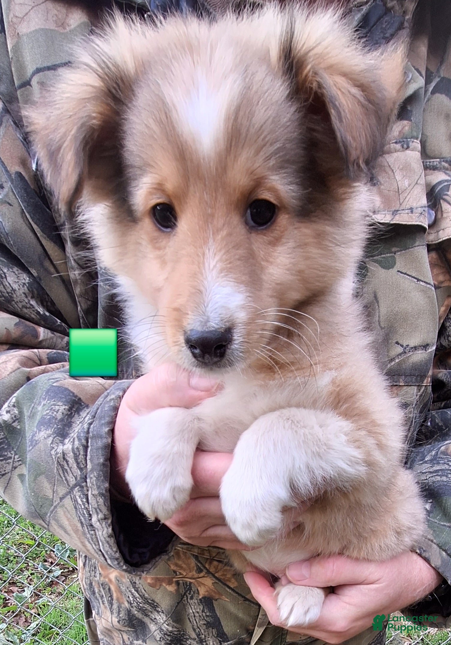 Shetland Sheepdog dogs Shetland Sheepdog Puppy 3 - Ad 7